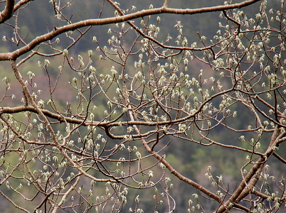 [Tree limbs with only the tiniest of almost-white leaves starting to sprout all over.]